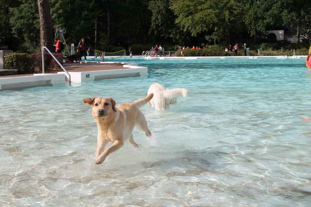 hondenzwemmen 1.JPG